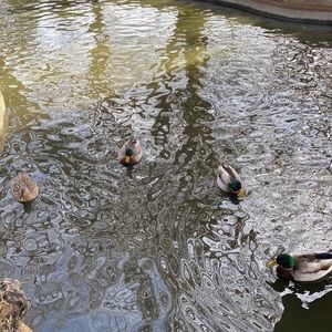 Meet your Posher, Joseph